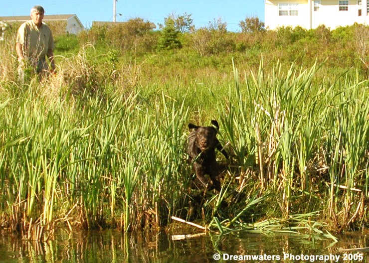 beauBo Retrieving Don Above.jpg